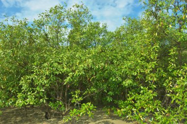 Bangladeş, Cox 's Bazar' daki Bakkhali Nehri boyunca uzanan yemyeşil mangrov ormanının manzarası. Parlak yeşil ağaçlar, açık mavi gökyüzünün altındaki yüksek gelgit sırasında tropikal su yolu boyunca eşsiz bir kıyı ekosistemi sergilerler..