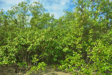 Bangladeş, Cox 's Bazar' daki Bakkhali Nehri boyunca uzanan yemyeşil mangrov ormanının manzarası. Parlak yeşil ağaçlar, açık mavi gökyüzünün altındaki yüksek gelgit sırasında tropikal su yolu boyunca eşsiz bir kıyı ekosistemi sergilerler..