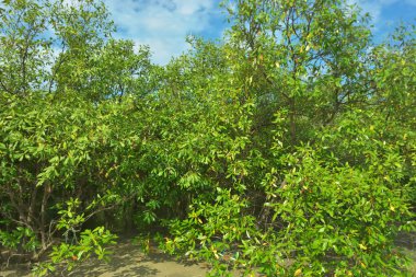 Bangladeş, Cox 's Bazar' daki Bakkhali Nehri boyunca uzanan yemyeşil mangrov ormanının manzarası. Parlak yeşil ağaçlar, açık mavi gökyüzünün altındaki yüksek gelgit sırasında tropikal su yolu boyunca eşsiz bir kıyı ekosistemi sergilerler..