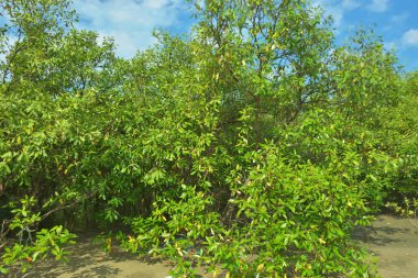 Bangladeş, Cox 's Bazar' daki Bakkhali Nehri boyunca uzanan yemyeşil mangrov ormanının manzarası. Parlak yeşil ağaçlar, açık mavi gökyüzünün altındaki yüksek gelgit sırasında tropikal su yolu boyunca eşsiz bir kıyı ekosistemi sergilerler..