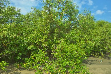 Bangladeş, Cox 's Bazar' daki Bakkhali Nehri boyunca uzanan yemyeşil mangrov ormanının manzarası. Parlak yeşil ağaçlar, açık mavi gökyüzünün altındaki yüksek gelgit sırasında tropikal su yolu boyunca eşsiz bir kıyı ekosistemi sergilerler..