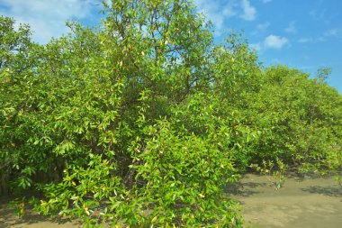 Bangladeş, Cox 's Bazar' daki Bakkhali Nehri boyunca uzanan yemyeşil mangrov ormanının manzarası. Parlak yeşil ağaçlar, açık mavi gökyüzünün altındaki yüksek gelgit sırasında tropikal su yolu boyunca eşsiz bir kıyı ekosistemi sergilerler..