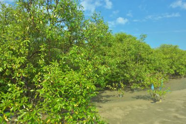 Bangladeş, Cox 's Bazar' daki Bakkhali Nehri boyunca uzanan yemyeşil mangrov ormanının manzarası. Parlak yeşil ağaçlar, açık mavi gökyüzünün altındaki yüksek gelgit sırasında tropikal su yolu boyunca eşsiz bir kıyı ekosistemi sergilerler..