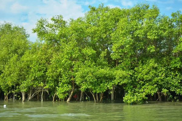 Cox 's Bazar yakınlarındaki Bakkhali Nehri' nin gelgit kıyı şeridi boyunca uzanan Mangrove ormanı, yumuşak dalgaları, çamurlu kıyı şeridini ve Bangladeş 'in sakin kıyı ekosistemi içinde berrak gün ışığı altında yemyeşil tropikal bitkileri gösteriyor..