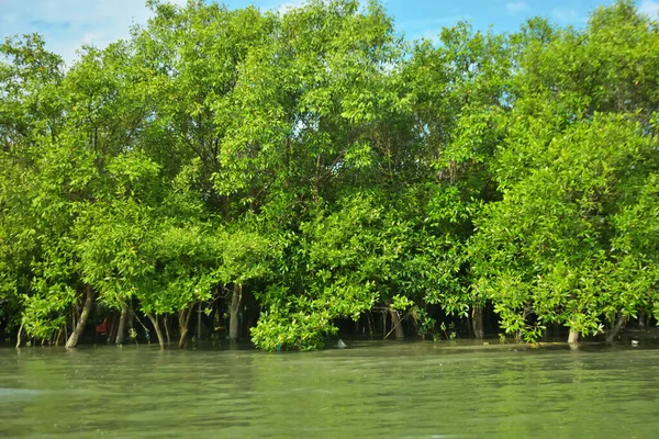 Coxs Bazar, Bangladeş 'teki Bakkhali Nehri' nin gelgit suları boyunca uzanan yoğun yeşil mangrov ormanı sakin bir su, yemyeşil bitki örtüsü ve sakin bir çevre manzarasında doğal gün ışığını gösteren tropikal bir kıyı ekosistemini gösteriyor..