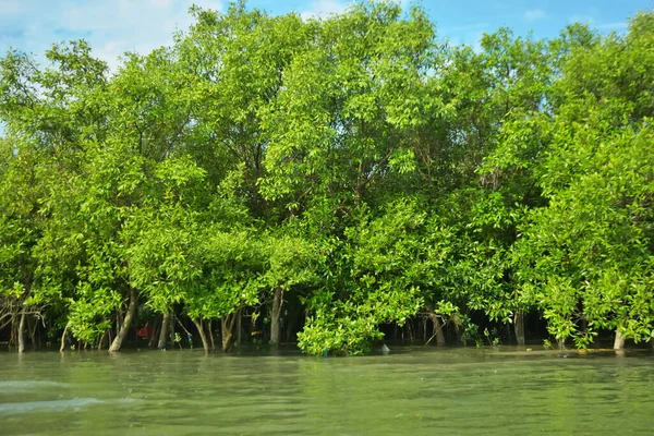 Coxs Bazar, Bangladeş 'teki Bakkhali Nehri' nin gelgit suları boyunca uzanan yoğun yeşil mangrov ormanı sakin bir su, yemyeşil bitki örtüsü ve sakin bir çevre manzarasında doğal gün ışığını gösteren tropikal bir kıyı ekosistemini gösteriyor..