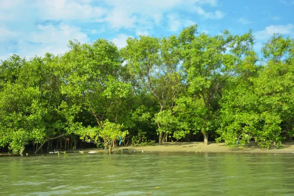 Coxs Bazar, Bangladeş 'teki Bakkhali Nehri' nin gelgit suları boyunca uzanan yoğun yeşil mangrov ormanı sakin bir su, yemyeşil bitki örtüsü ve sakin bir çevre manzarasında doğal gün ışığını gösteren tropikal bir kıyı ekosistemini gösteriyor..