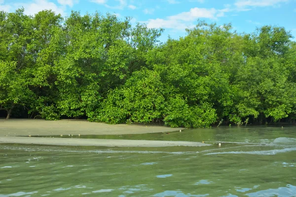 Coxs Bazar, Bangladeş 'teki Bakkhali Nehri' nin gelgit suları boyunca uzanan yoğun yeşil mangrov ormanı sakin bir su, yemyeşil bitki örtüsü ve sakin bir çevre manzarasında doğal gün ışığını gösteren tropikal bir kıyı ekosistemini gösteriyor..