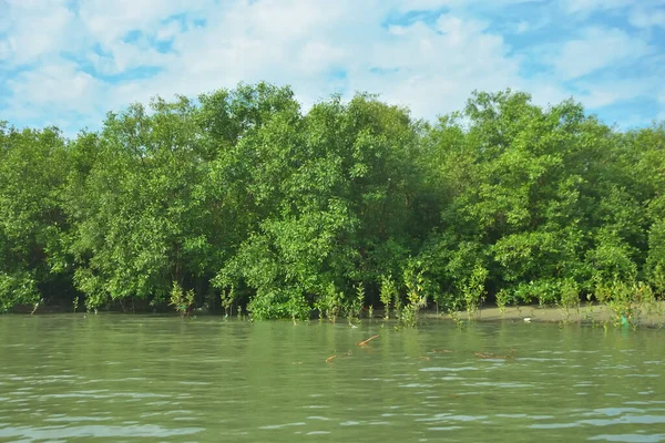 Cox 's Bazar, Bangladeş' teki Bakkhali Nehri boyunca canlı yeşil bir mangrov ormanı. Görüntü, bereketli ağaç hattını parlak, parçalı bulutlu bir gökyüzünün altında kumlu bir nehir kıyısında suyun kenarına vuruşunu gösteriyor..