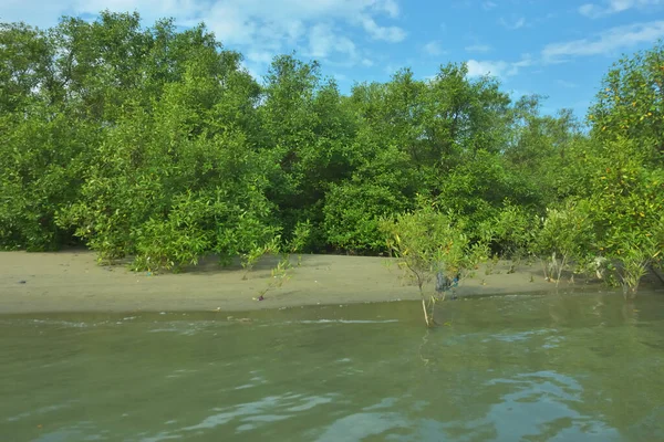 Cox 's Bazar, Bangladeş' teki Bakkhali Nehri 'nin aşağısındaki mangrov ormanının sakin bir manzarası. Görüntüde açık kumlu bir nehir kıyısı, açık mavi bulutların altında yemyeşil bir ağaçla buluşuyor..