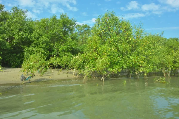 Cox 's Bazar, Bangladeş' teki Bakkhali Nehri 'nin aşağısındaki mangrov ormanının sakin bir manzarası. Görüntüde açık kumlu bir nehir kıyısı, açık mavi bulutların altında yemyeşil bir ağaçla buluşuyor..