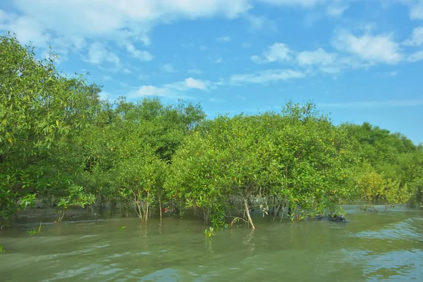 Cox 's Bazar, Bangladeş' teki Bakkhali Nehri 'nin aşağısındaki mangrov ormanının sakin bir manzarası. Görüntüde açık kumlu bir nehir kıyısı, açık mavi bulutların altında yemyeşil bir ağaçla buluşuyor..