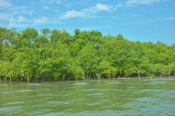 Coxs Bazar, Bangladeş 'teki Bakkhali Nehri' nin gelgit suları boyunca uzanan yoğun yeşil mangrov ormanı sakin bir su, yemyeşil bitki örtüsü ve sakin bir çevre manzarasında doğal gün ışığını gösteren tropikal bir kıyı ekosistemini gösteriyor..