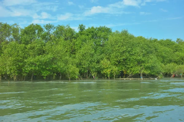 Coxs Bazar, Bangladeş 'teki Bakkhali Nehri' nin gelgit suları boyunca uzanan yoğun yeşil mangrov ormanı sakin bir su, yemyeşil bitki örtüsü ve sakin bir çevre manzarasında doğal gün ışığını gösteren tropikal bir kıyı ekosistemini gösteriyor..