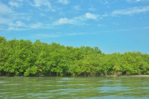 Cox 's Bazar yakınlarındaki Bakkhali Nehri' nin gelgit kıyı şeridi boyunca uzanan Mangrove ormanı, yumuşak dalgaları, çamurlu kıyı şeridini ve Bangladeş 'in sakin kıyı ekosistemi içinde berrak gün ışığı altında yemyeşil tropikal bitkileri gösteriyor..