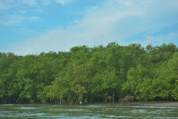 Cox 's Bazar yakınlarındaki Bakkhali Nehri' nin gelgit kıyı şeridi boyunca uzanan Mangrove ormanı, yumuşak dalgaları, çamurlu kıyı şeridini ve Bangladeş 'in sakin kıyı ekosistemi içinde berrak gün ışığı altında yemyeşil tropikal bitkileri gösteriyor..