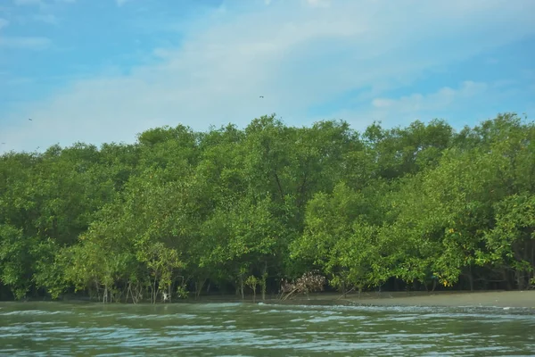 Cox 's Bazar yakınlarındaki Bakkhali Nehri' nin gelgit kıyı şeridi boyunca uzanan Mangrove ormanı, yumuşak dalgaları, çamurlu kıyı şeridini ve Bangladeş 'in sakin kıyı ekosistemi içinde berrak gün ışığı altında yemyeşil tropikal bitkileri gösteriyor..