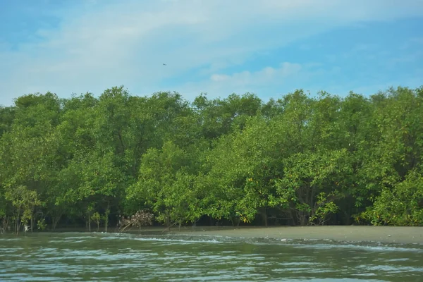 Cox 's Bazar yakınlarındaki Bakkhali Nehri' nin gelgit kıyı şeridi boyunca uzanan Mangrove ormanı, yumuşak dalgaları, çamurlu kıyı şeridini ve Bangladeş 'in sakin kıyı ekosistemi içinde berrak gün ışığı altında yemyeşil tropikal bitkileri gösteriyor..