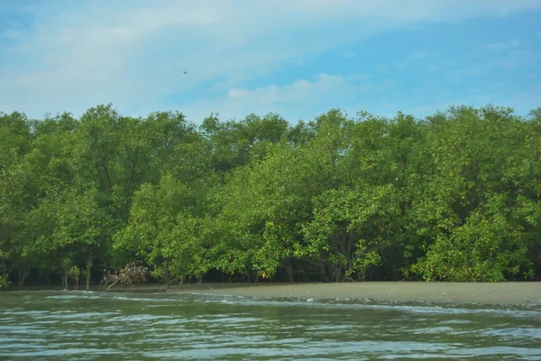 Cox 's Bazar yakınlarındaki Bakkhali Nehri' nin gelgit kıyı şeridi boyunca uzanan Mangrove ormanı, yumuşak dalgaları, çamurlu kıyı şeridini ve Bangladeş 'in sakin kıyı ekosistemi içinde berrak gün ışığı altında yemyeşil tropikal bitkileri gösteriyor..