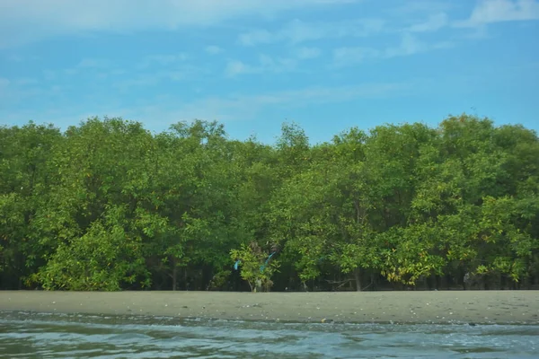 Cox 's Bazar yakınlarındaki Bakkhali Nehri' nin gelgit kıyı şeridi boyunca uzanan Mangrove ormanı, yumuşak dalgaları, çamurlu kıyı şeridini ve Bangladeş 'in sakin kıyı ekosistemi içinde berrak gün ışığı altında yemyeşil tropikal bitkileri gösteriyor..