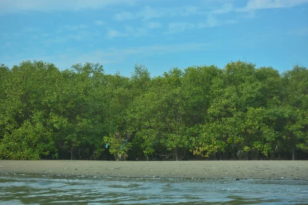 Cox 's Bazar yakınlarındaki Bakkhali Nehri' nin gelgit kıyı şeridi boyunca uzanan Mangrove ormanı, yumuşak dalgaları, çamurlu kıyı şeridini ve Bangladeş 'in sakin kıyı ekosistemi içinde berrak gün ışığı altında yemyeşil tropikal bitkileri gösteriyor..