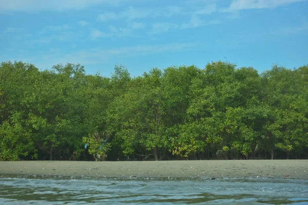 Cox 's Bazar yakınlarındaki Bakkhali Nehri' nin gelgit kıyı şeridi boyunca uzanan Mangrove ormanı, yumuşak dalgaları, çamurlu kıyı şeridini ve Bangladeş 'in sakin kıyı ekosistemi içinde berrak gün ışığı altında yemyeşil tropikal bitkileri gösteriyor..