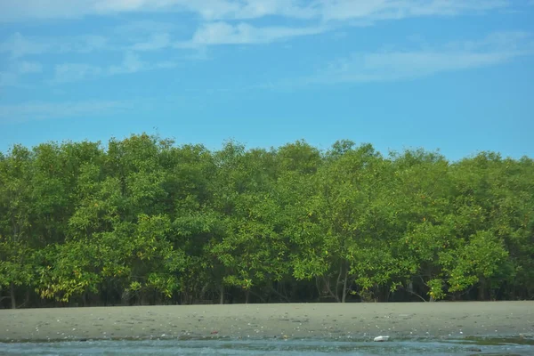 Cox 's Bazar yakınlarındaki Bakkhali Nehri' nin gelgit kıyı şeridi boyunca uzanan Mangrove ormanı, yumuşak dalgaları, çamurlu kıyı şeridini ve Bangladeş 'in sakin kıyı ekosistemi içinde berrak gün ışığı altında yemyeşil tropikal bitkileri gösteriyor..