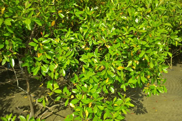 Bangladeş 'in Cox' s Bazar kentindeki Bakkhali Nehri 'nin sınırındaki yemyeşil bir mangrov ağacının yan bakış açısı. Yoğun yeşil tepe örtüsü, açık ve güneşli bir gökyüzünün altındaki yüksek gelgit sırasında hareket eden nehir suyunun üzerine uzanır..