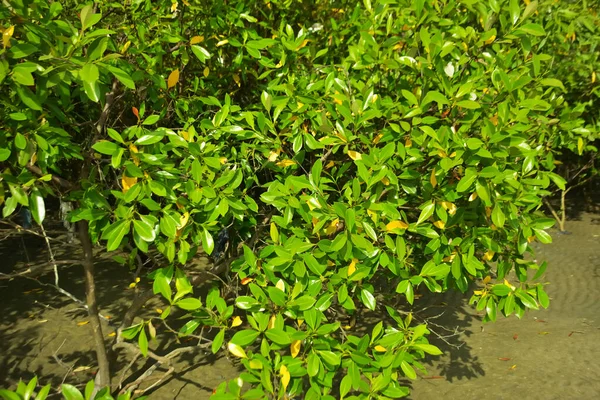 Bangladeş 'in Cox' s Bazar kentindeki Bakkhali Nehri 'nin sınırındaki yemyeşil bir mangrov ağacının yan bakış açısı. Yoğun yeşil tepe örtüsü, açık ve güneşli bir gökyüzünün altındaki yüksek gelgit sırasında hareket eden nehir suyunun üzerine uzanır..