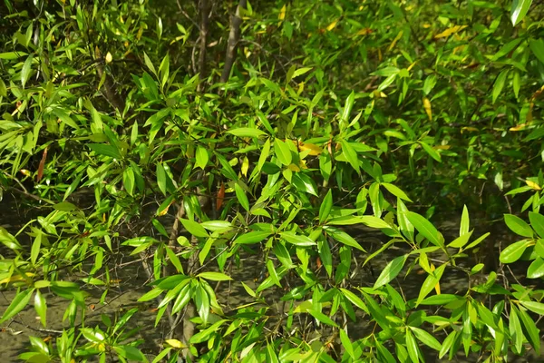 Bangladeş 'in Cox' s Bazar kentindeki Bakkhali Nehri 'nin sınırındaki yemyeşil bir mangrov ağacının yan bakış açısı. Yoğun yeşil tepe örtüsü, açık ve güneşli bir gökyüzünün altındaki yüksek gelgit sırasında hareket eden nehir suyunun üzerine uzanır..