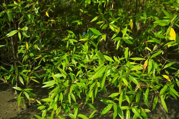 Bangladeş 'in Cox' s Bazar kentindeki Bakkhali Nehri 'nin sınırındaki yemyeşil bir mangrov ağacının yan bakış açısı. Yoğun yeşil tepe örtüsü, açık ve güneşli bir gökyüzünün altındaki yüksek gelgit sırasında hareket eden nehir suyunun üzerine uzanır..