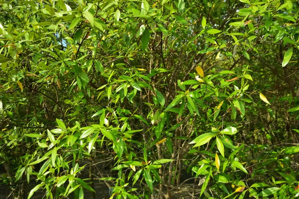 Bangladeş 'in Cox' s Bazar kentindeki Bakkhali Nehri 'nin sınırındaki yemyeşil bir mangrov ağacının yan bakış açısı. Yoğun yeşil tepe örtüsü, açık ve güneşli bir gökyüzünün altındaki yüksek gelgit sırasında hareket eden nehir suyunun üzerine uzanır..