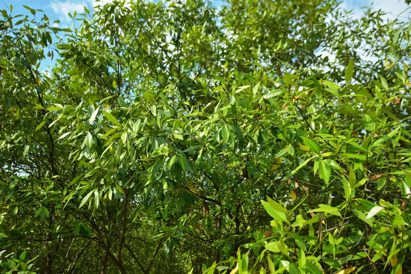 Bangladeş 'in Cox' s Bazar kentindeki Bakkhali Nehri 'nin sınırındaki yemyeşil bir mangrov ağacının yan bakış açısı. Yoğun yeşil tepe örtüsü, açık ve güneşli bir gökyüzünün altındaki yüksek gelgit sırasında hareket eden nehir suyunun üzerine uzanır..