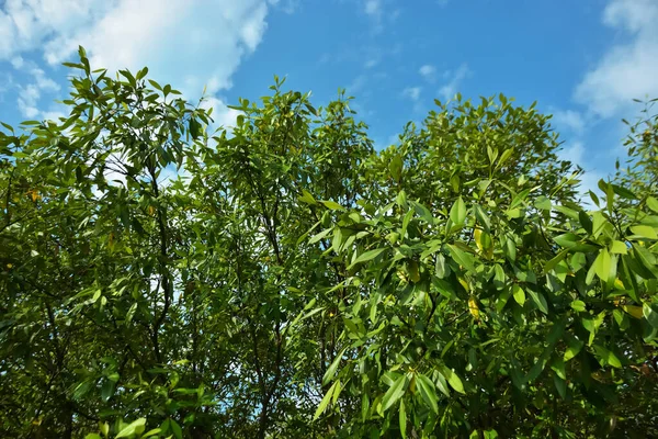 Bangladeş 'in Cox' s Bazar kentindeki Bakkhali Nehri 'nin sınırındaki yemyeşil bir mangrov ağacının yan bakış açısı. Yoğun yeşil tepe örtüsü, açık ve güneşli bir gökyüzünün altındaki yüksek gelgit sırasında hareket eden nehir suyunun üzerine uzanır..