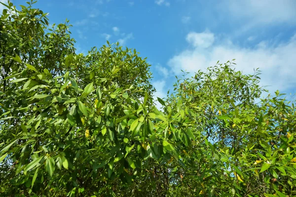 Bangladeş 'in Cox' s Bazar kentindeki Bakkhali Nehri 'nin sınırındaki yemyeşil bir mangrov ağacının yan bakış açısı. Yoğun yeşil tepe örtüsü, açık ve güneşli bir gökyüzünün altındaki yüksek gelgit sırasında hareket eden nehir suyunun üzerine uzanır..