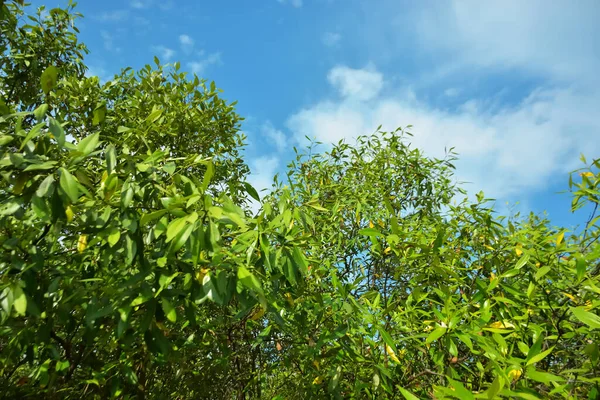 Bangladeş 'in Cox' s Bazar kentindeki Bakkhali Nehri 'nin sınırındaki yemyeşil bir mangrov ağacının yan bakış açısı. Yoğun yeşil tepe örtüsü, açık ve güneşli bir gökyüzünün altındaki yüksek gelgit sırasında hareket eden nehir suyunun üzerine uzanır..