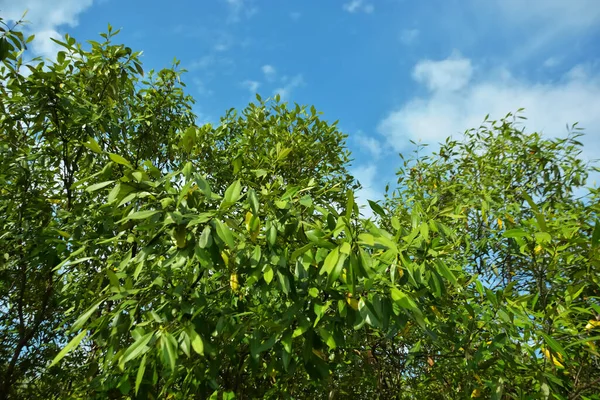 Bangladeş 'in Cox' s Bazar kentindeki Bakkhali Nehri 'nin sınırındaki yemyeşil bir mangrov ağacının yan bakış açısı. Yoğun yeşil tepe örtüsü, açık ve güneşli bir gökyüzünün altındaki yüksek gelgit sırasında hareket eden nehir suyunun üzerine uzanır..