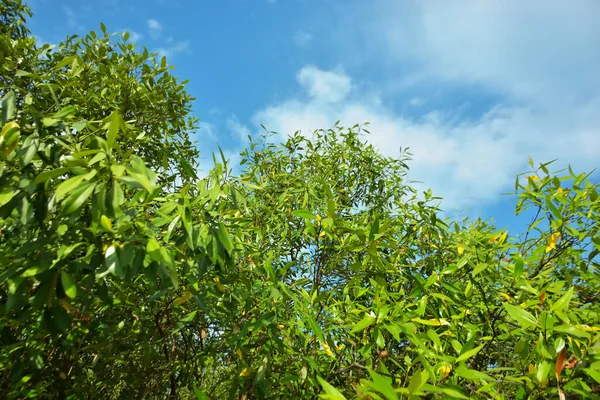 Bangladeş 'in Cox' s Bazar kentindeki Bakkhali Nehri 'nin sınırındaki yemyeşil bir mangrov ağacının yan bakış açısı. Yoğun yeşil tepe örtüsü, açık ve güneşli bir gökyüzünün altındaki yüksek gelgit sırasında hareket eden nehir suyunun üzerine uzanır..