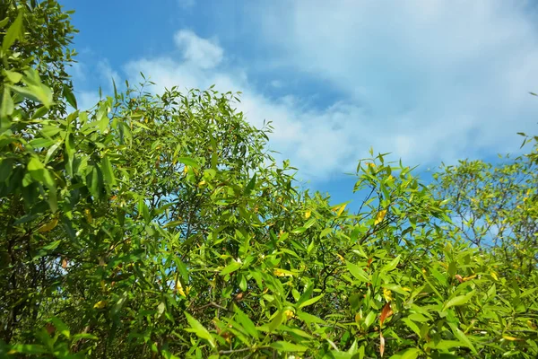Bangladeş 'in Cox' s Bazar kentindeki Bakkhali Nehri 'nin sınırındaki yemyeşil bir mangrov ağacının yan bakış açısı. Yoğun yeşil tepe örtüsü, açık ve güneşli bir gökyüzünün altındaki yüksek gelgit sırasında hareket eden nehir suyunun üzerine uzanır..