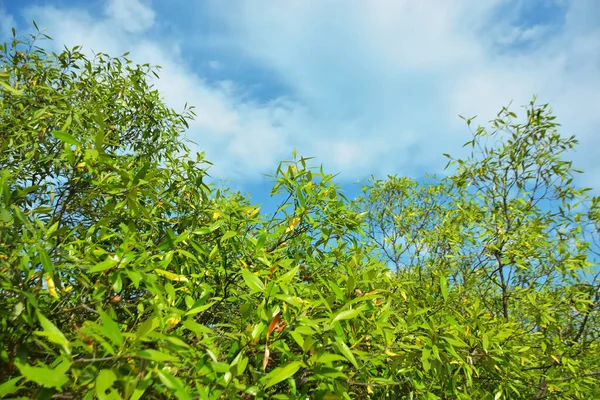 Bangladeş 'in Cox' s Bazar kentindeki Bakkhali Nehri 'nin sınırındaki yemyeşil bir mangrov ağacının yan bakış açısı. Yoğun yeşil tepe örtüsü, açık ve güneşli bir gökyüzünün altındaki yüksek gelgit sırasında hareket eden nehir suyunun üzerine uzanır..