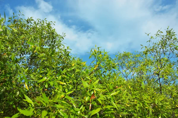 Bangladeş 'in Cox' s Bazar kentindeki Bakkhali Nehri 'nin sınırındaki yemyeşil bir mangrov ağacının yan bakış açısı. Yoğun yeşil tepe örtüsü, açık ve güneşli bir gökyüzünün altındaki yüksek gelgit sırasında hareket eden nehir suyunun üzerine uzanır..