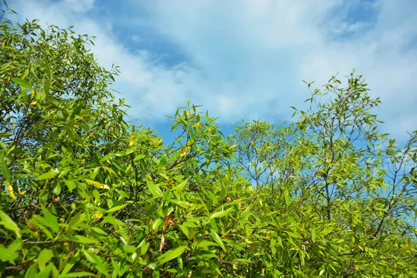 Bangladeş 'in Cox' s Bazar kentindeki Bakkhali Nehri 'nin sınırındaki yemyeşil bir mangrov ağacının yan bakış açısı. Yoğun yeşil tepe örtüsü, açık ve güneşli bir gökyüzünün altındaki yüksek gelgit sırasında hareket eden nehir suyunun üzerine uzanır..