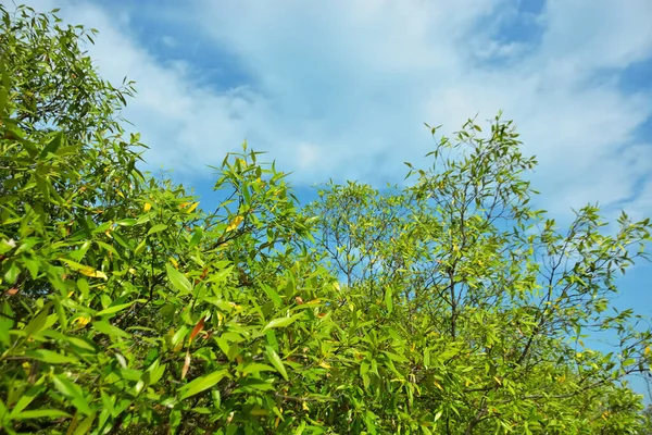 Bangladeş 'in Cox' s Bazar kentindeki Bakkhali Nehri 'nin sınırındaki yemyeşil bir mangrov ağacının yan bakış açısı. Yoğun yeşil tepe örtüsü, açık ve güneşli bir gökyüzünün altındaki yüksek gelgit sırasında hareket eden nehir suyunun üzerine uzanır..