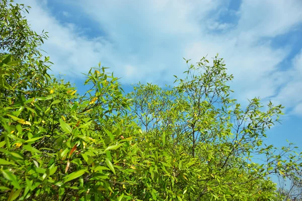 Bangladeş 'in Cox' s Bazar kentindeki Bakkhali Nehri 'nin sınırındaki yemyeşil bir mangrov ağacının yan bakış açısı. Yoğun yeşil tepe örtüsü, açık ve güneşli bir gökyüzünün altındaki yüksek gelgit sırasında hareket eden nehir suyunun üzerine uzanır..