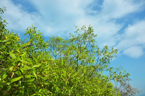 Bangladeş 'in Cox' s Bazar kentindeki Bakkhali Nehri 'nin sınırındaki yemyeşil bir mangrov ağacının yan bakış açısı. Yoğun yeşil tepe örtüsü, açık ve güneşli bir gökyüzünün altındaki yüksek gelgit sırasında hareket eden nehir suyunun üzerine uzanır..