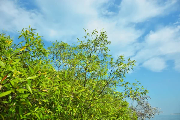 Bangladeş 'in Cox' s Bazar kentindeki Bakkhali Nehri 'nin sınırındaki yemyeşil bir mangrov ağacının yan bakış açısı. Yoğun yeşil tepe örtüsü, açık ve güneşli bir gökyüzünün altındaki yüksek gelgit sırasında hareket eden nehir suyunun üzerine uzanır..