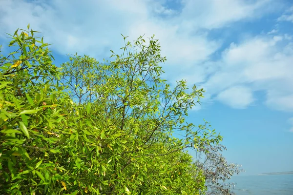 Bangladeş 'in Cox' s Bazar kentindeki Bakkhali Nehri 'nin sınırındaki yemyeşil bir mangrov ağacının yan bakış açısı. Yoğun yeşil tepe örtüsü, açık ve güneşli bir gökyüzünün altındaki yüksek gelgit sırasında hareket eden nehir suyunun üzerine uzanır..