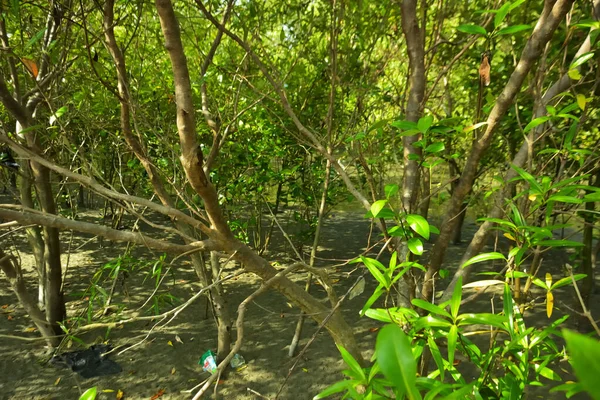 Bangladeş 'in Cox' s Bazar kentindeki Bakkhali Nehri 'nin sınırındaki yemyeşil bir mangrov ağacının yan bakış açısı. Yoğun yeşil tepe örtüsü, açık ve güneşli bir gökyüzünün altındaki yüksek gelgit sırasında hareket eden nehir suyunun üzerine uzanır..