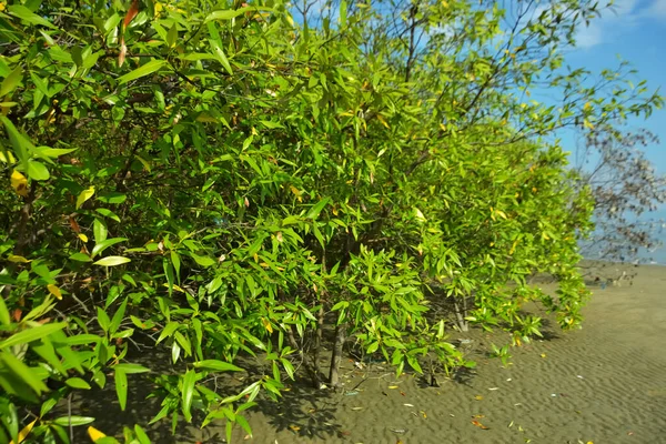 Bangladeş 'in Cox' s Bazar kentindeki Bakkhali Nehri 'nin sınırındaki yemyeşil bir mangrov ağacının yan bakış açısı. Yoğun yeşil tepe örtüsü, açık ve güneşli bir gökyüzünün altındaki yüksek gelgit sırasında hareket eden nehir suyunun üzerine uzanır..