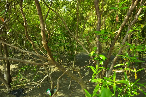 Bangladeş 'in Cox' s Bazar kentindeki Bakkhali Nehri 'nin sınırındaki yemyeşil bir mangrov ağacının yan bakış açısı. Yoğun yeşil tepe örtüsü, açık ve güneşli bir gökyüzünün altındaki yüksek gelgit sırasında hareket eden nehir suyunun üzerine uzanır..